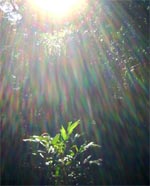 INTA���ۃi�`�������Z���s�[����@�X�s���`���A���E�A���}�u��